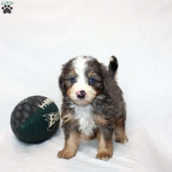 Luka, Mini Bernedoodle Puppy